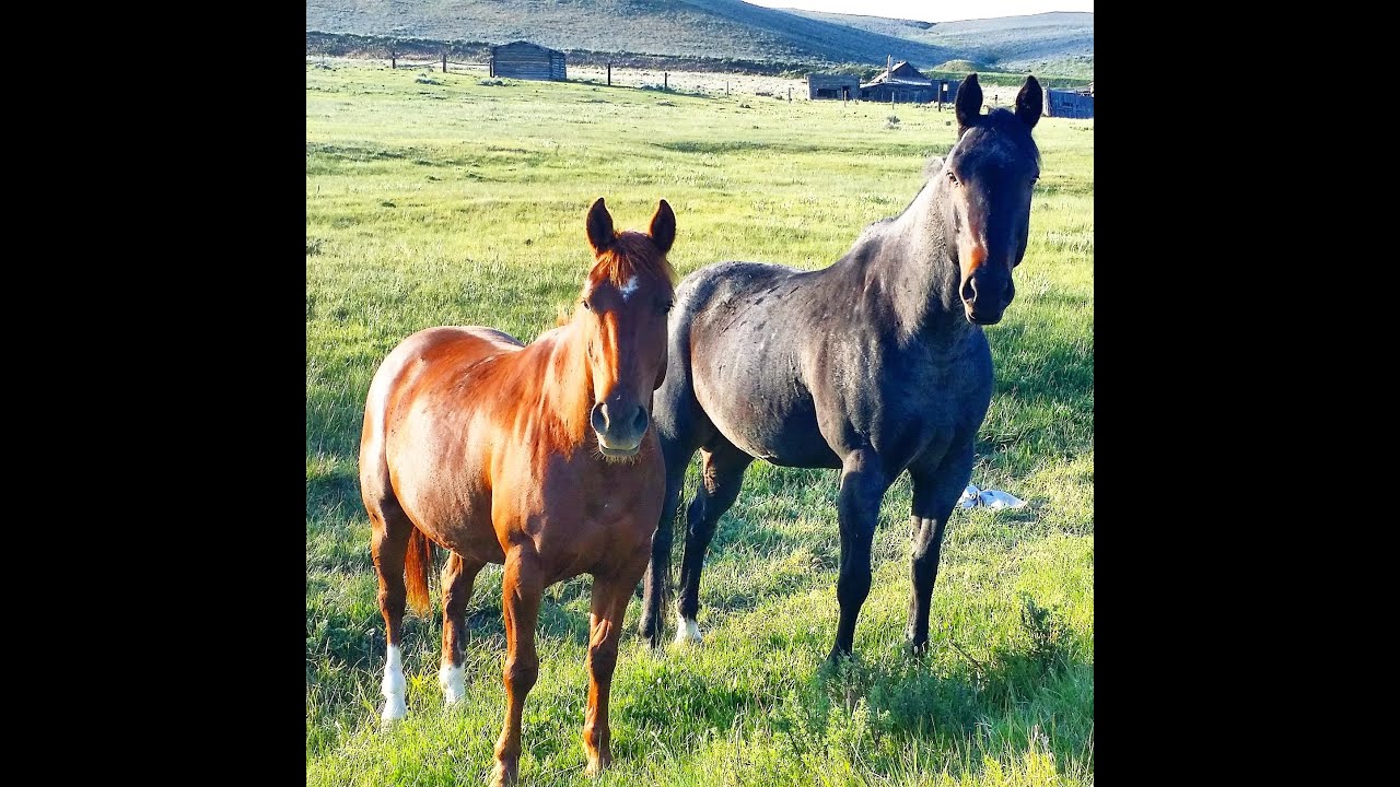 Beagle Hunting Grouse Sage Fools Hen Dog + Horses Meet Puppy