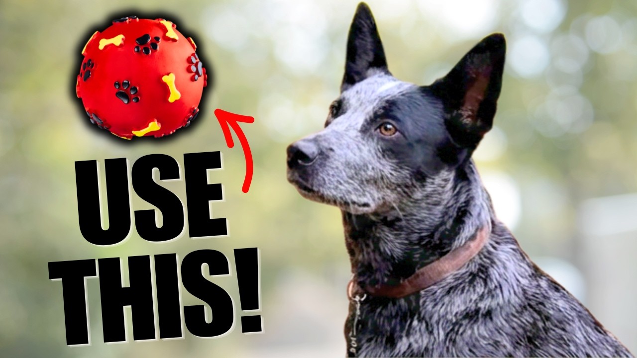 How I Calm High-Drive Dogs Without Treats or Force