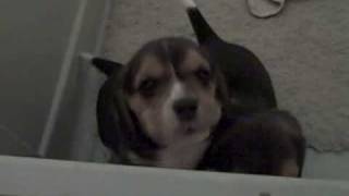 Howling Baby Beagle