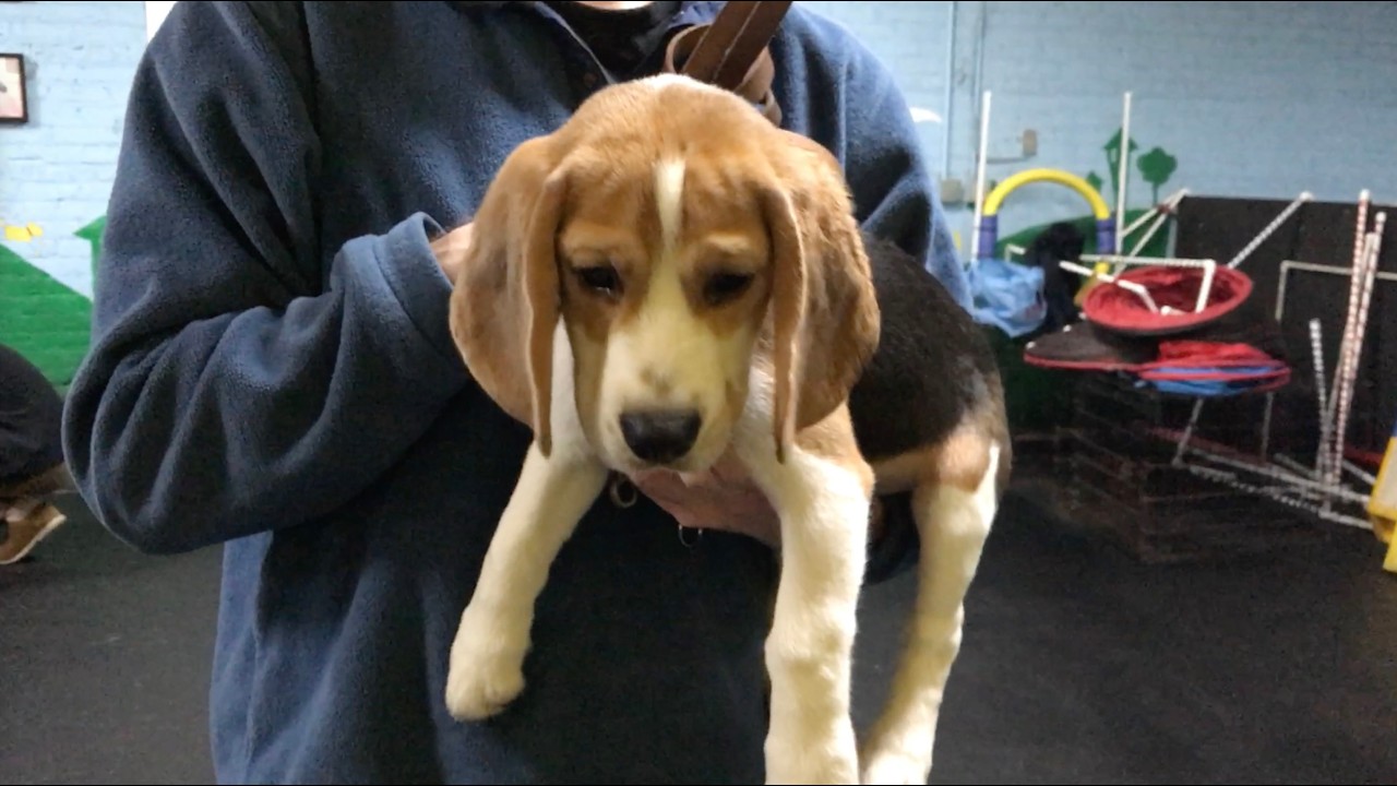 Cute beagle goes to puppy kindergarten
