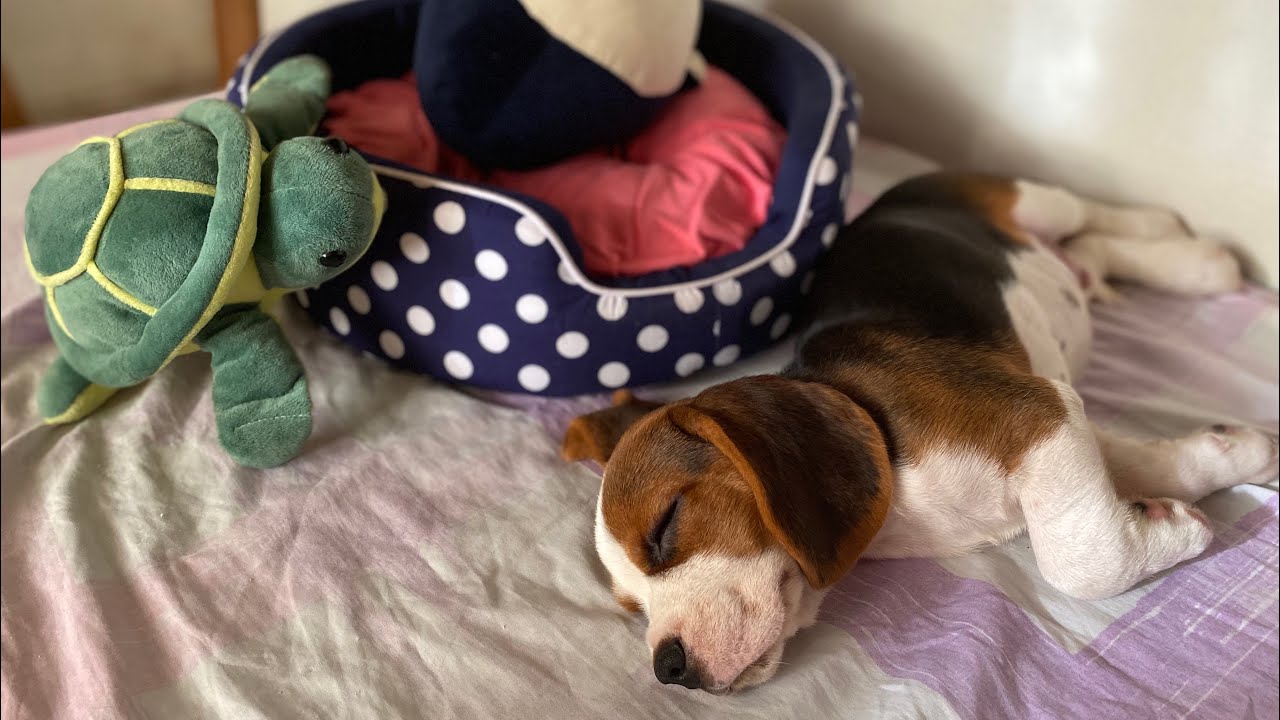 SLEEPY BEAGLE PUPPY WANTS TO PLAY