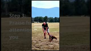 HOW TO PUNISH A BEAGLE