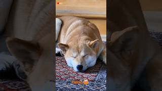 Śpiąca shiba