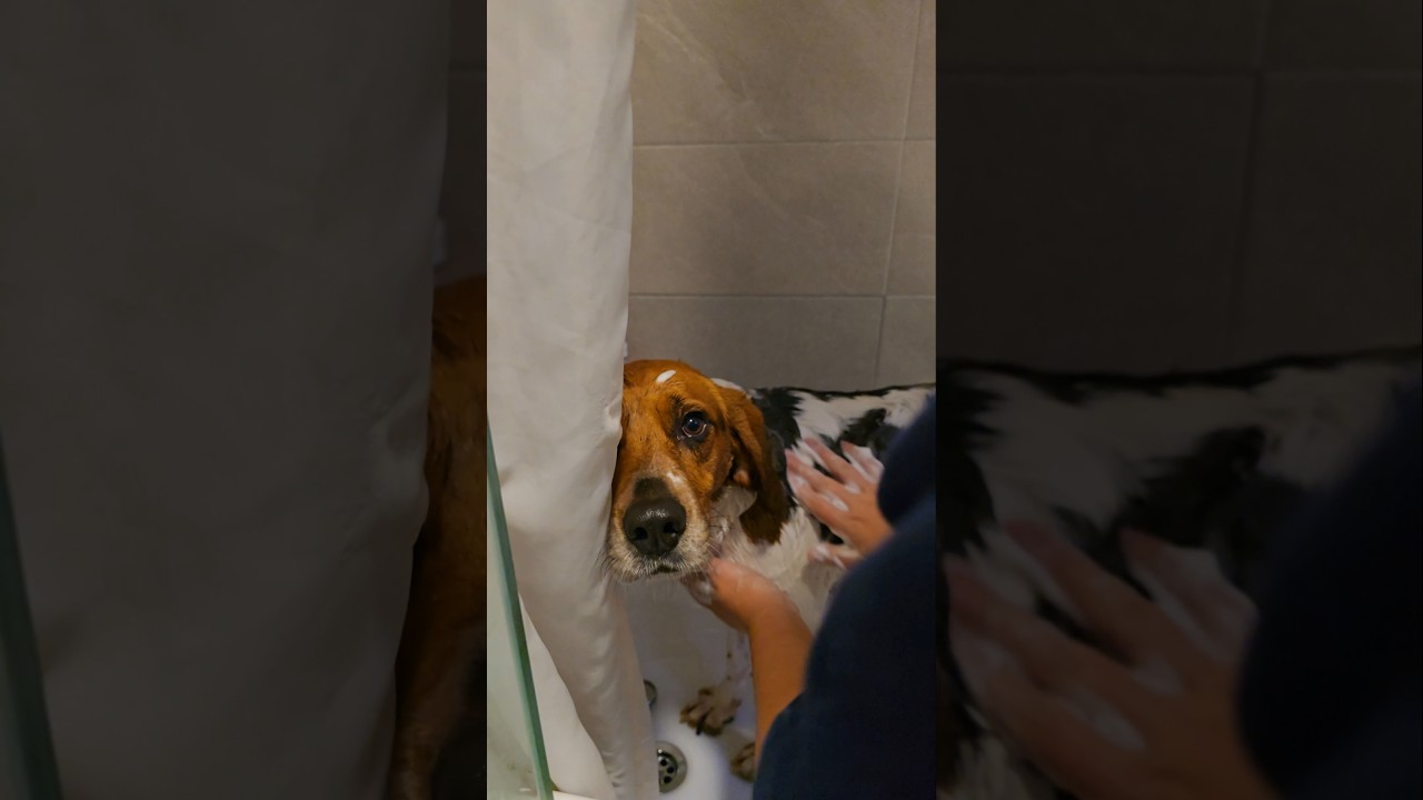 Bath Time Loyalty: Non-Existent 🧼🐶 #Beagle #BeagleLife #BeagleLove #SillyDog #DogHumor  #FunnyDogs