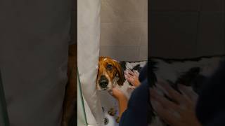 Bath Time Loyalty: Non-Existent 🧼🐶 #Beagle #BeagleLife #BeagleLove #SillyDog #DogHumor  #FunnyDogs