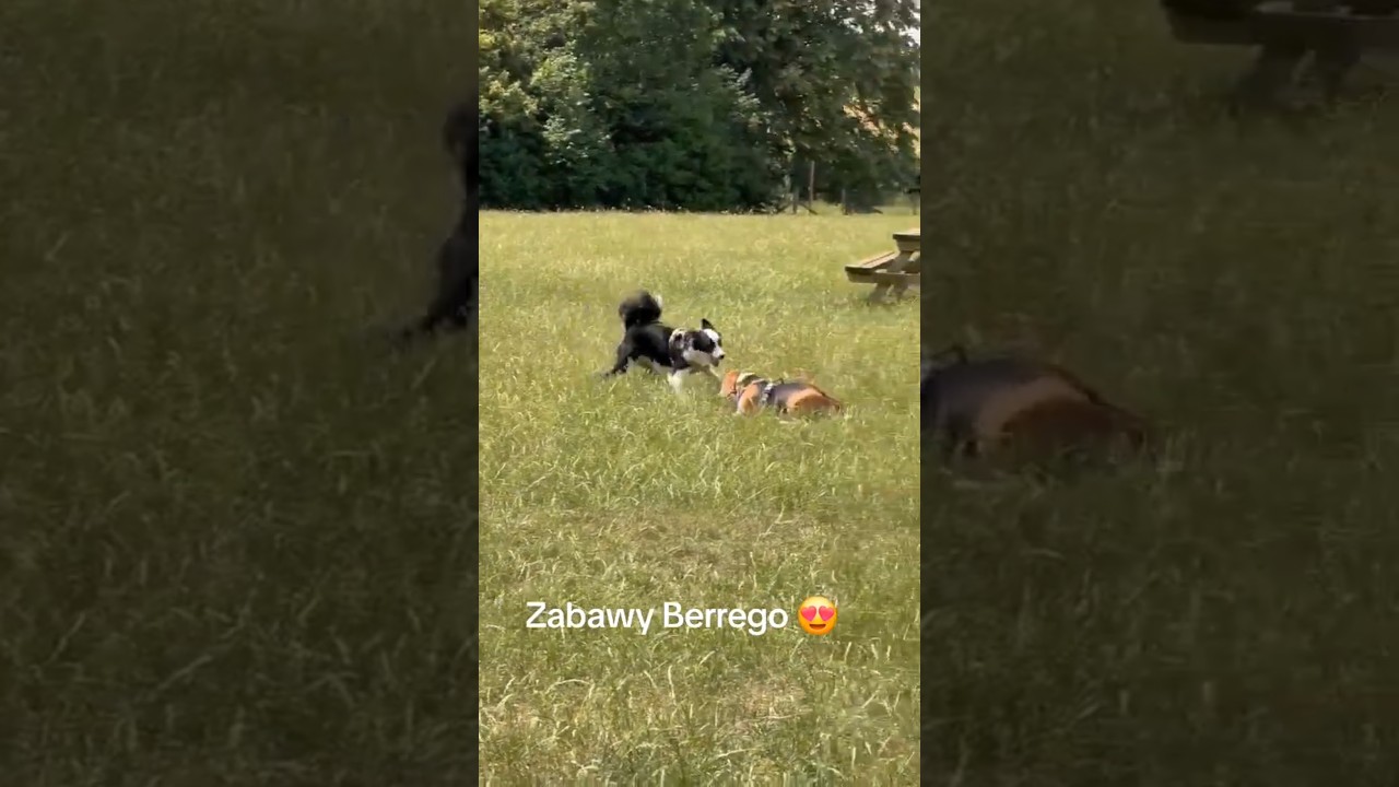Zabawy beaglowe
