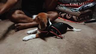 Babi The Beagletraining Time