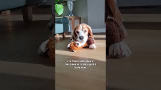 Just a little man 🥰😂🤣 #dogshorts #dogs #beagle #cutedog #beagles #funnyshorts