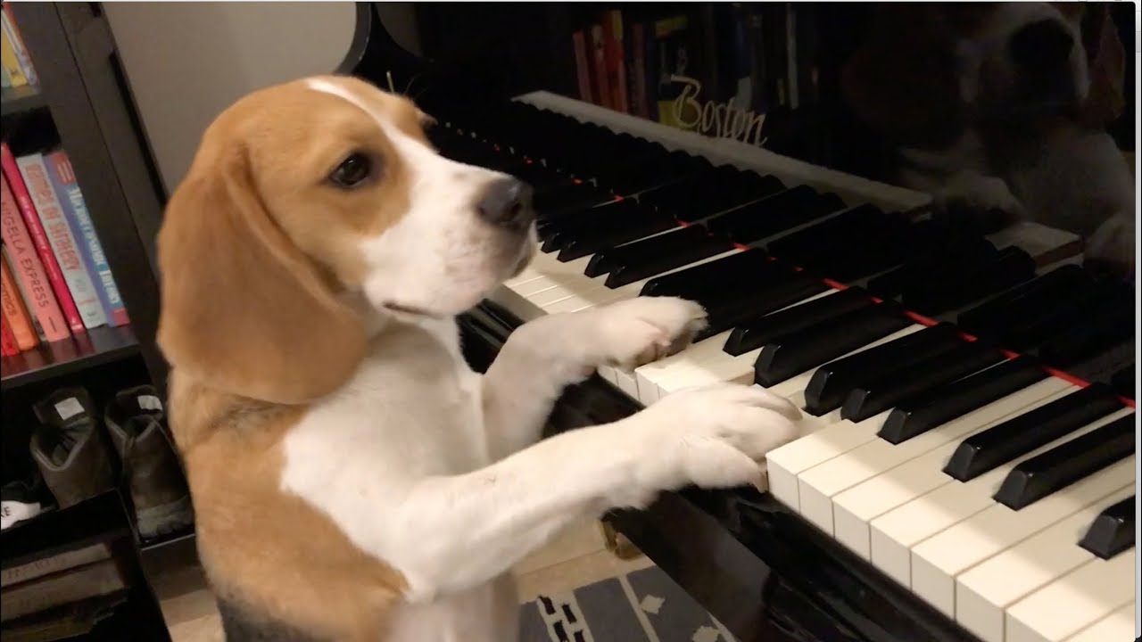 Cute beagle has amazing musical talent