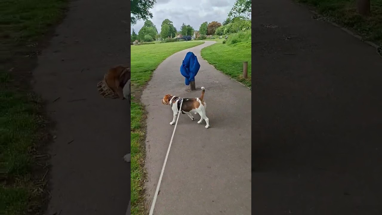 POV: BEAGLE VS JACKET 😂🤣😂 #beagle #dogshorts #doggielife #funnydog #viraldog #hilarious #cutedog