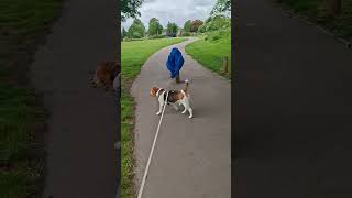 POV: BEAGLE VS JACKET 😂🤣😂 #beagle #dogshorts #doggielife #funnydog #viraldog #hilarious #cutedog