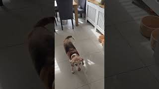 Charlie may not be able to hear, but We’re working on hand signals together,he is as eager to learn