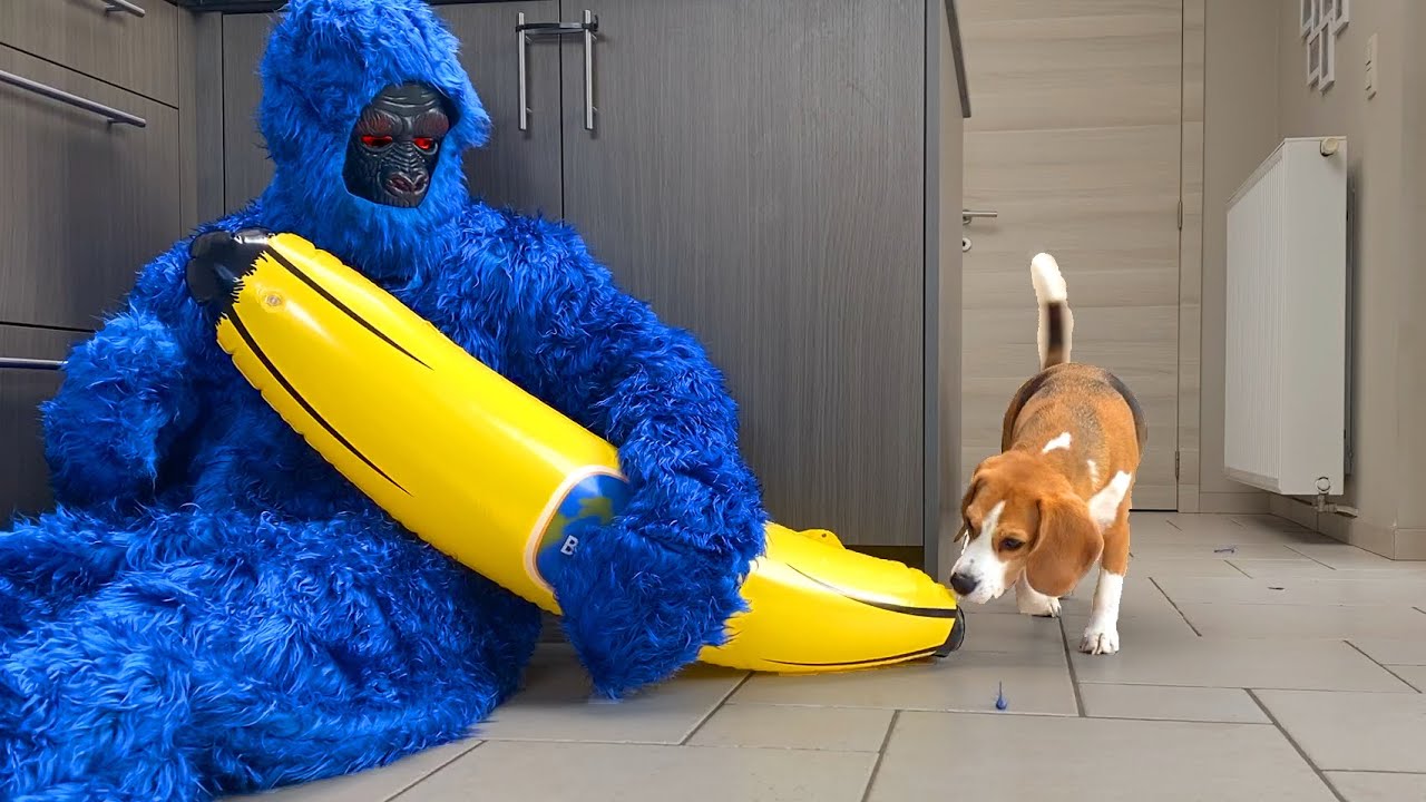 Pranking My Beagle Dog with a Blue Gorilla Costume.
