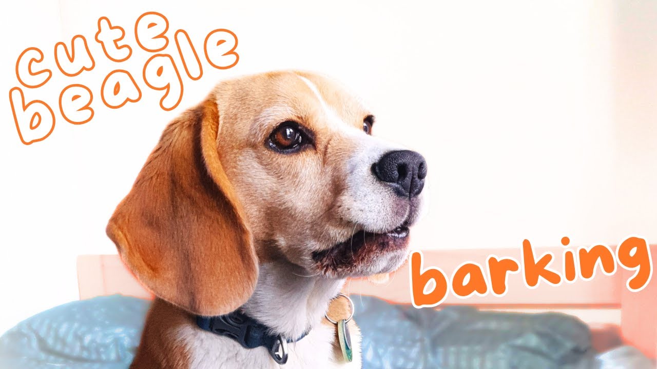 Cute Beagle Barking!