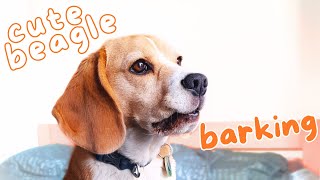 Cute Beagle Barking!