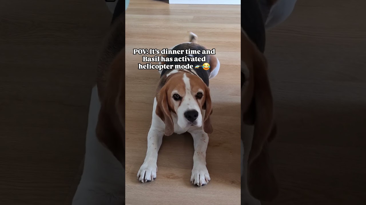Someone's excited for dinner… 😂🤣😂 #beagle #beaglelife #beaglelove #funnydogs #dogs #cutedog