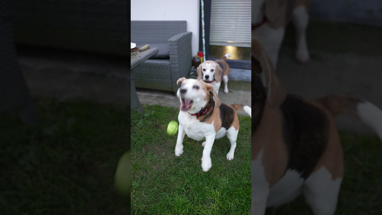 There are two types of dogs😅😅#BeagleLife #DogLovers #FunnyDogs #BeagleLove #DogTrainingFail  #funny