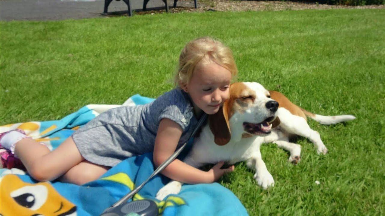 This is why beagles are perfect family dogs(Charlie the dog)
