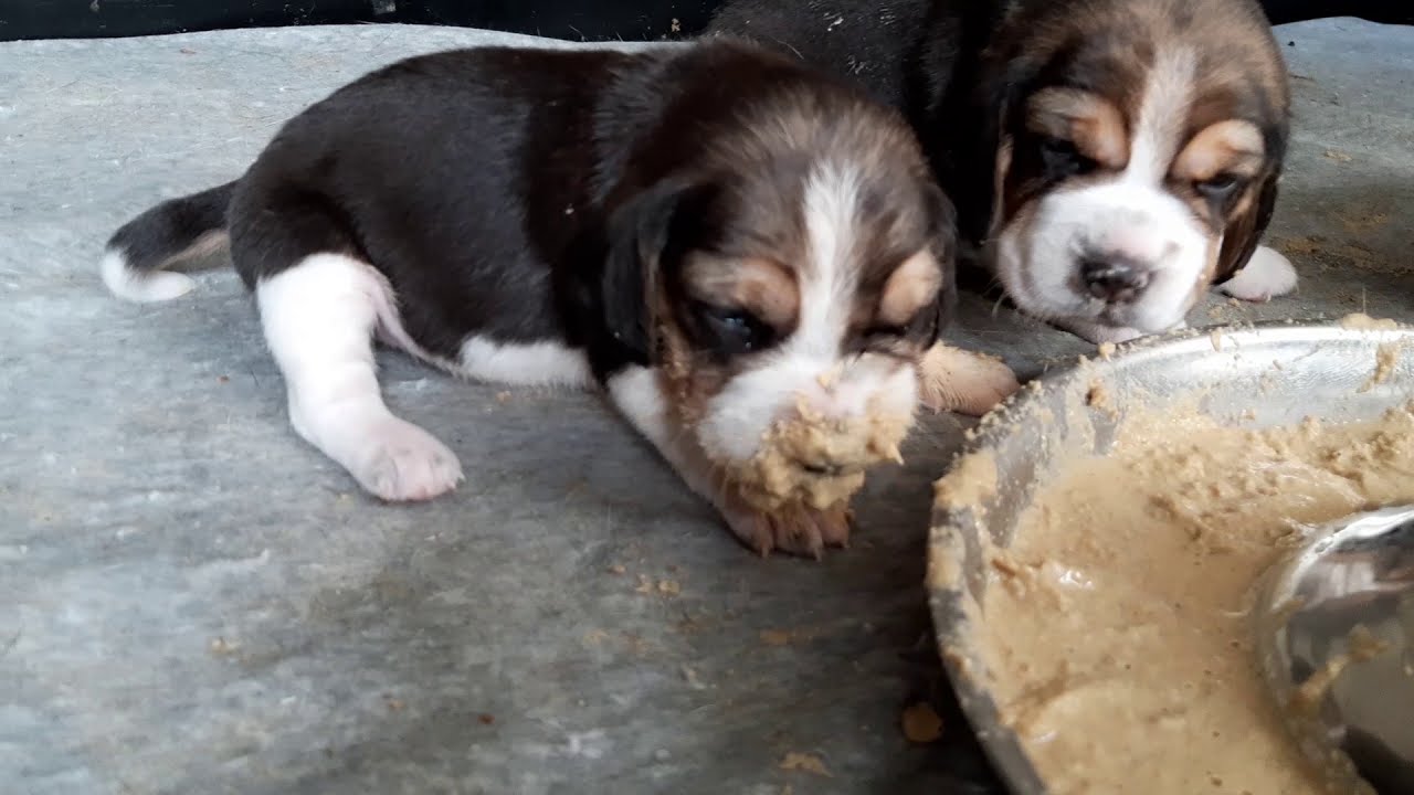 Eating Solid Food With 6 Cute Beagle Puppies