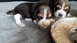Eating Solid Food With 6 Cute Beagle Puppies