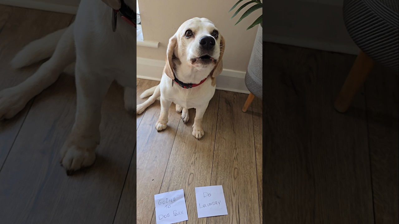 When your Beagle can't read ​#BeagleLife #FunnyBeagle #BeagleHumor #DogLife #FunnyDogs #dogs