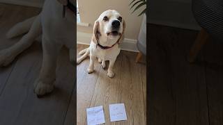 When your Beagle can't read ​#BeagleLife #FunnyBeagle #BeagleHumor #DogLife #FunnyDogs #dogs