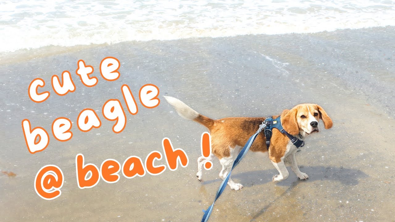 Beach Sights, Sounds & Sniffs with Cute Beagle