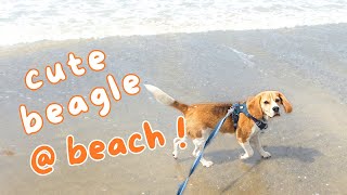 Beach Sights, Sounds & Sniffs with Cute Beagle