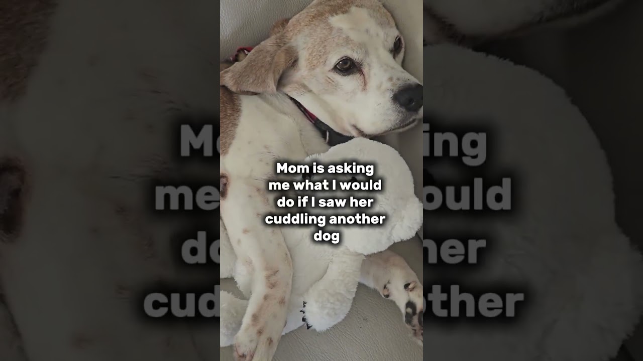 What if mom pets other dog?#dogs #funnydogs #beagle #lifewithbeagles #beagleproblems  #dogrelated