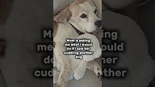 What if mom pets other dog?#dogs #funnydogs #beagle #lifewithbeagles #beagleproblems  #dogrelated