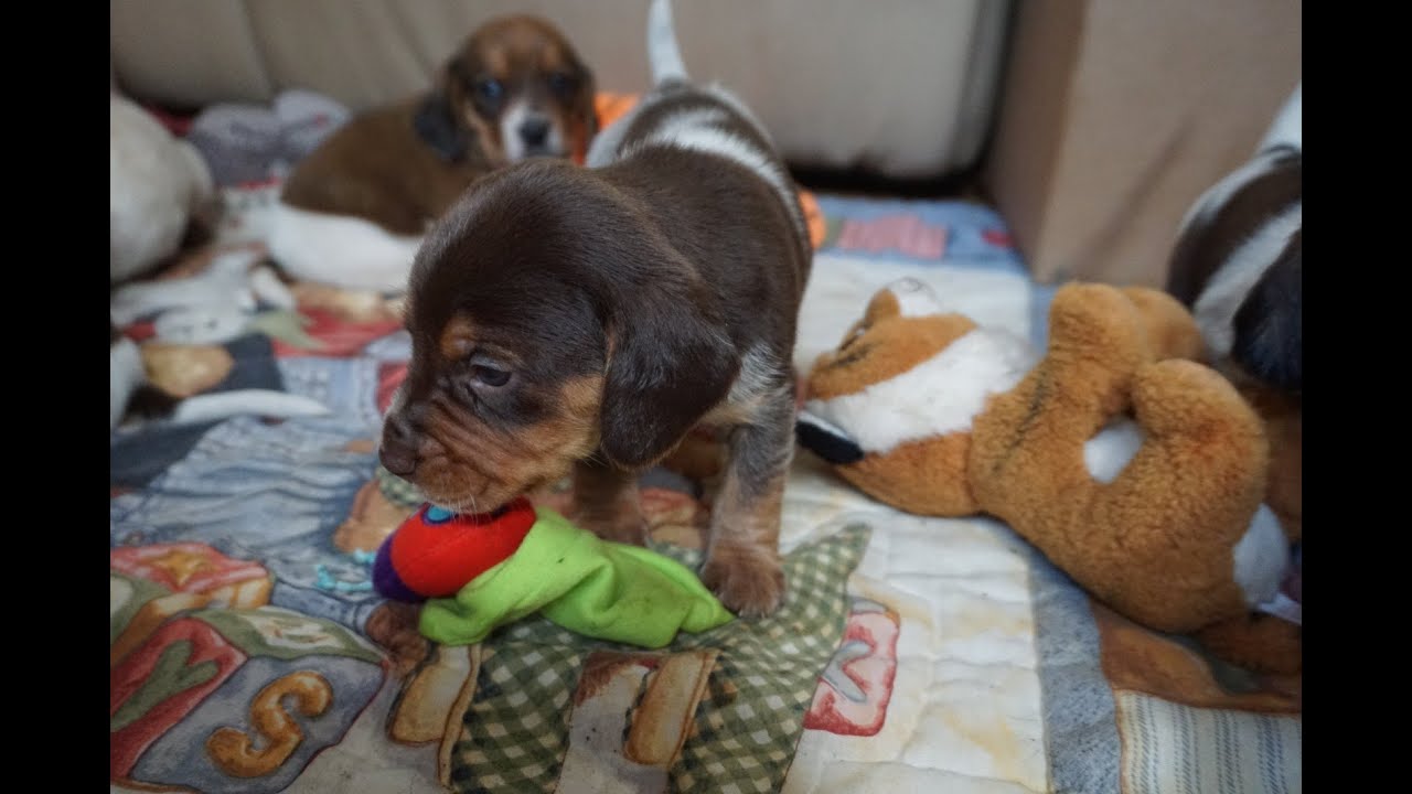 4 week BEAGLE PUPPY fights sleep then completely zonked