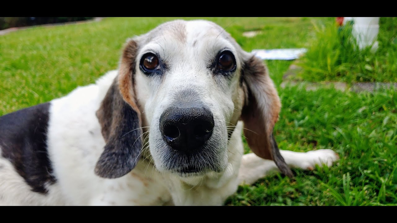 Beagle Dog Howling At Fire Truck