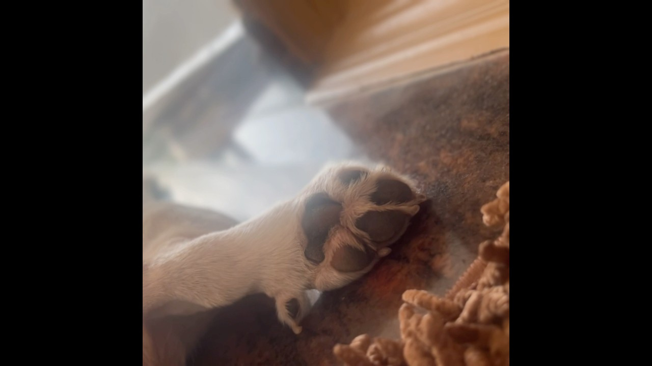 How To Annoy A Relaxing Beagle Puppy 🐶😊❤️ #beagle #puppy #dog #pets
