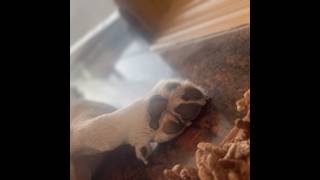 How To Annoy A Relaxing Beagle Puppy 🐶😊❤️ #beagle #puppy #dog #pets
