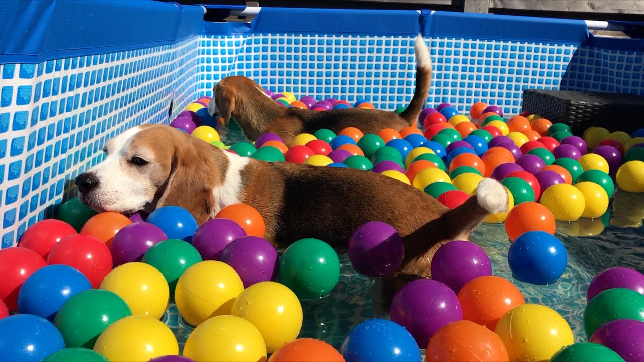 The Cutest Beagle Ball Pit Party Moments Ever!