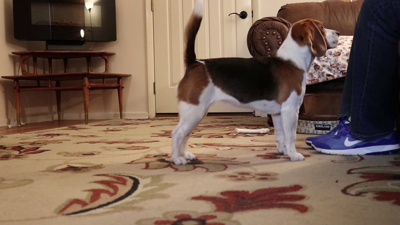 Training a Beagle Puppy