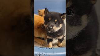 Szczeniaki shiba inu