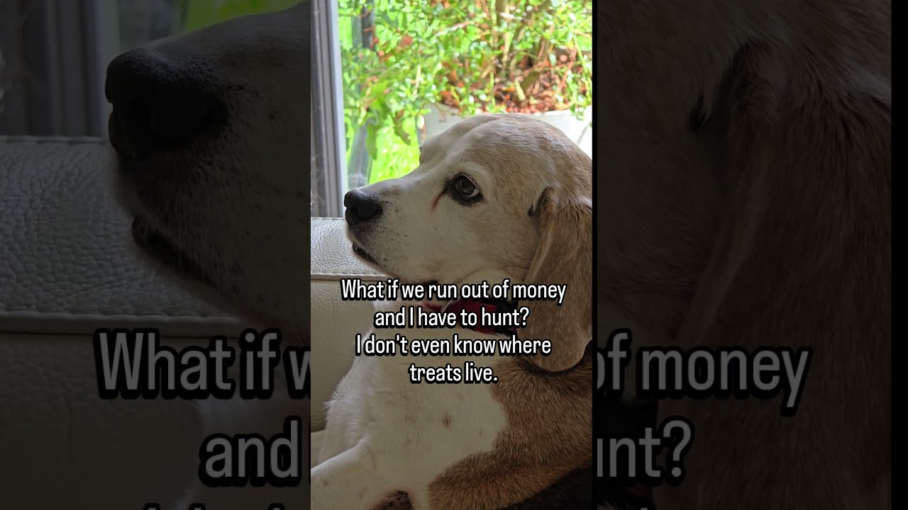 Where treats live? #BeagleProblems #beaglelife #DogLife #charliedadog #funnydogs #beagle