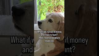 Where treats live? #BeagleProblems #beaglelife #DogLife #charliedadog #funnydogs #beagle