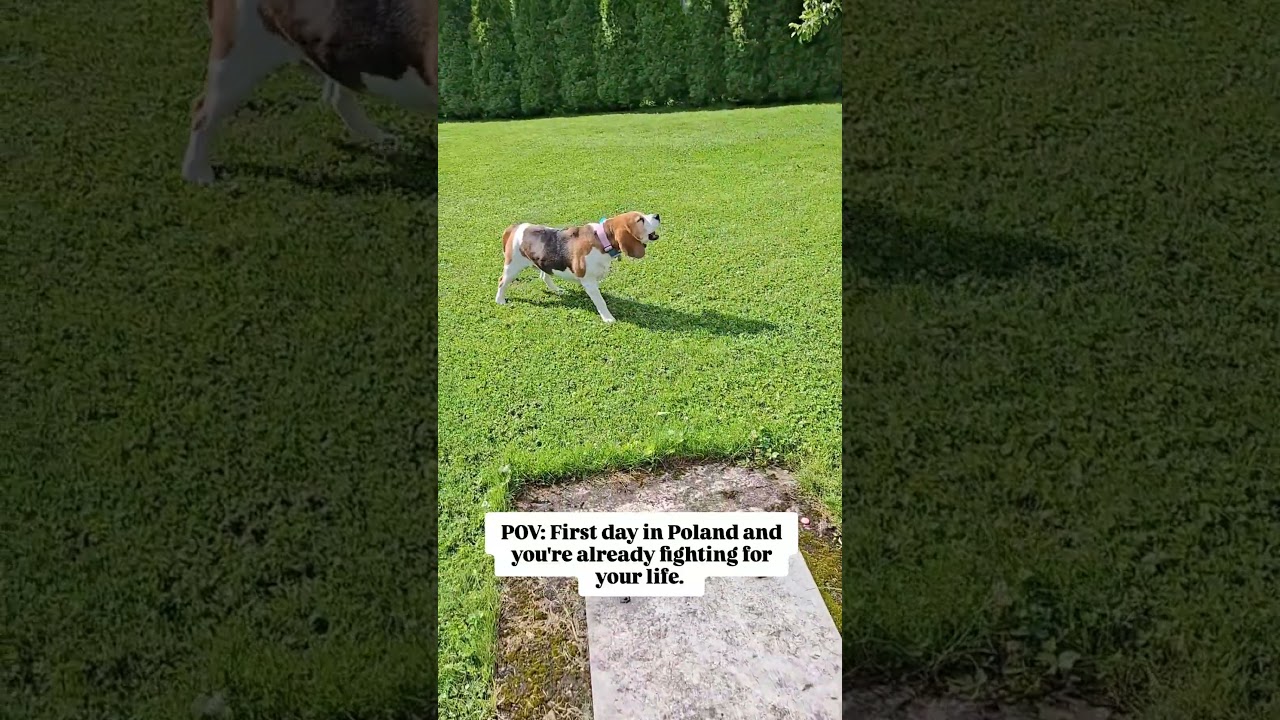 Would you have run away or barked at it? 🤔🐶 #beagle #funnydogs #dogs #dog #viral