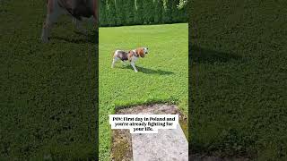 Would you have run away or barked at it? 🤔🐶 #beagle #funnydogs #dogs #dog #viral
