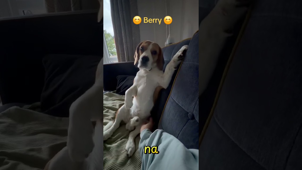 Beagle o imieniu Berry #beagle #dog