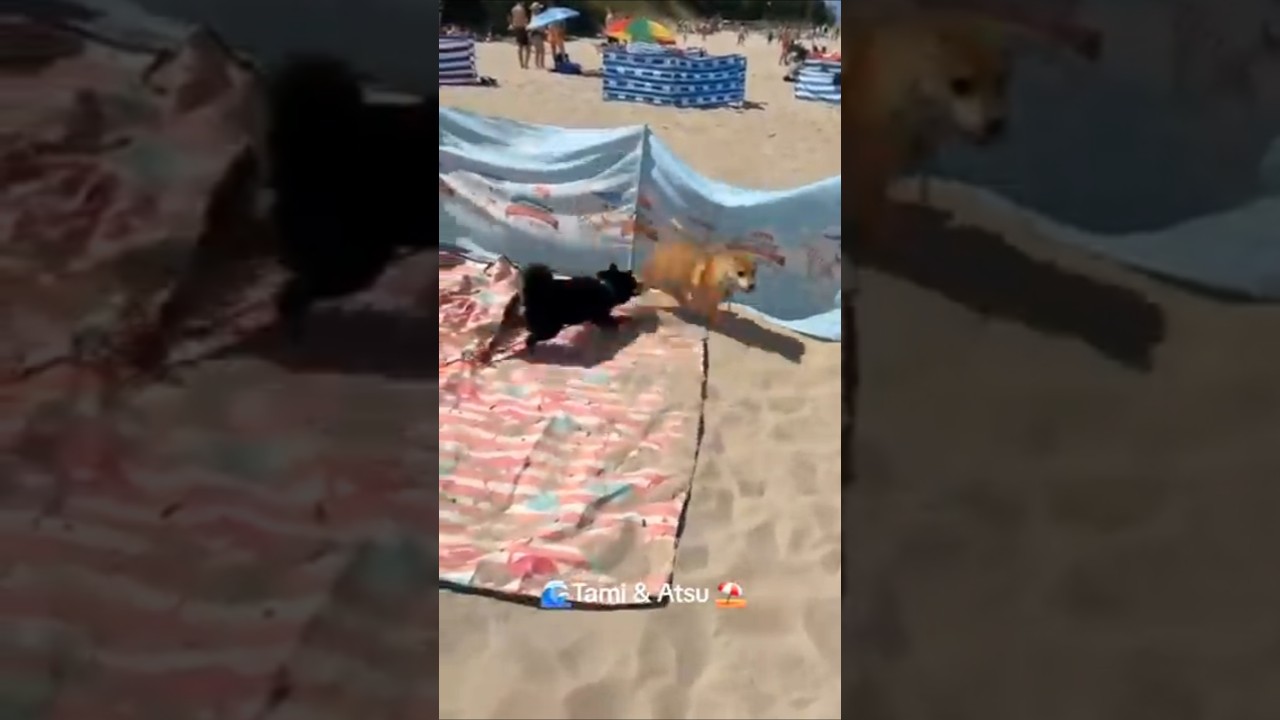 Shiby na plaży