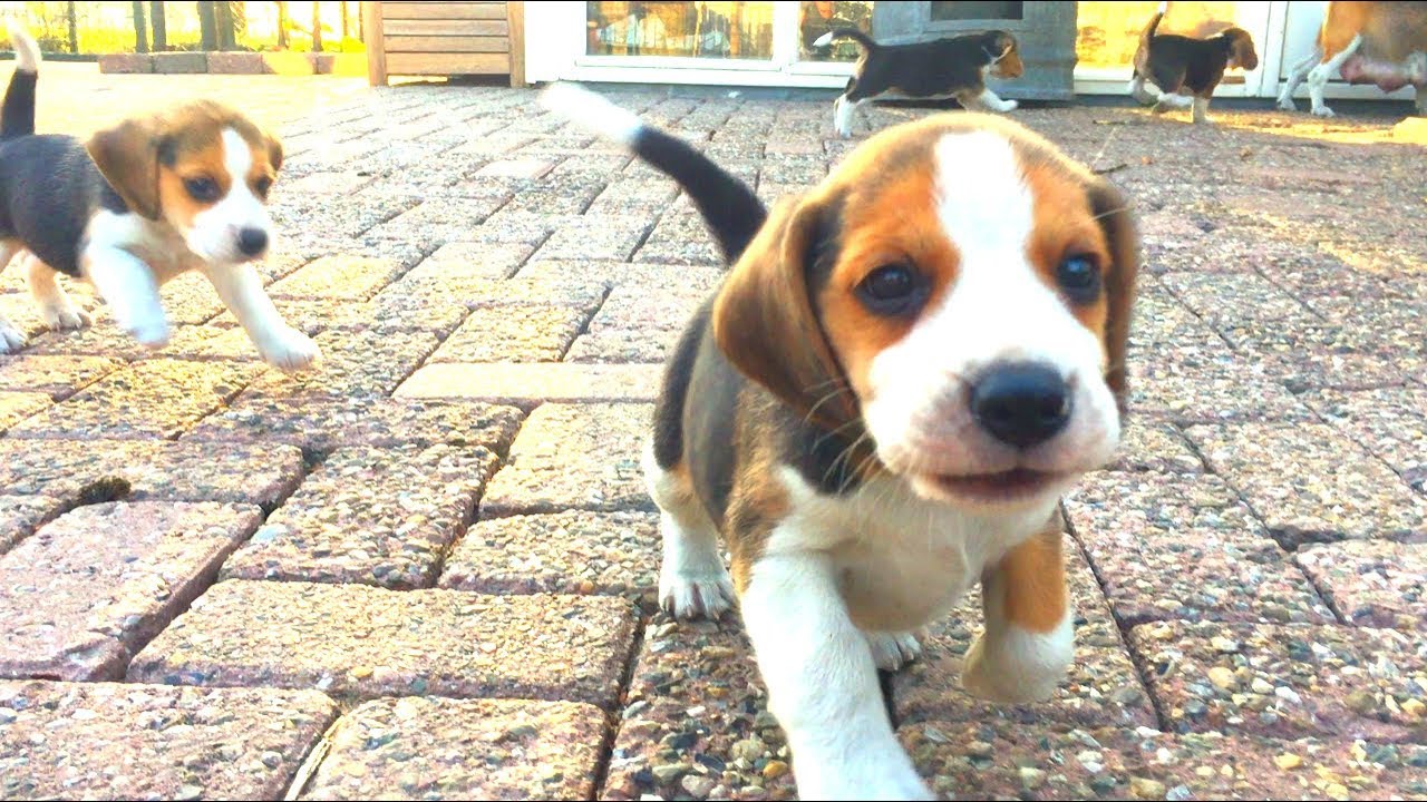 5 Week Old Beagle Puppies Playing Outside For The First Time!