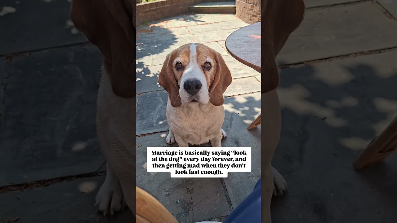 Marriage in one sentence 😂🤣😂 #dogshorts #beagle #marriage #dogmom #dogparents #funnydogs