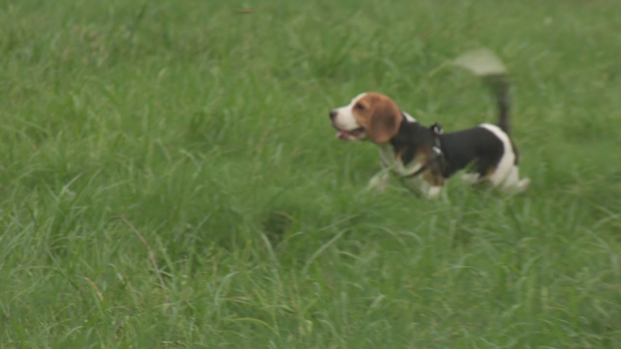 Cute Beagle Puppy Like To Play In Grass