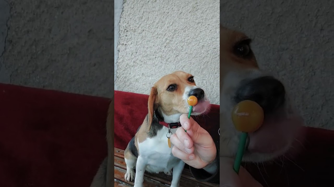 Lollipop 😛🍭 #beagle #shorts