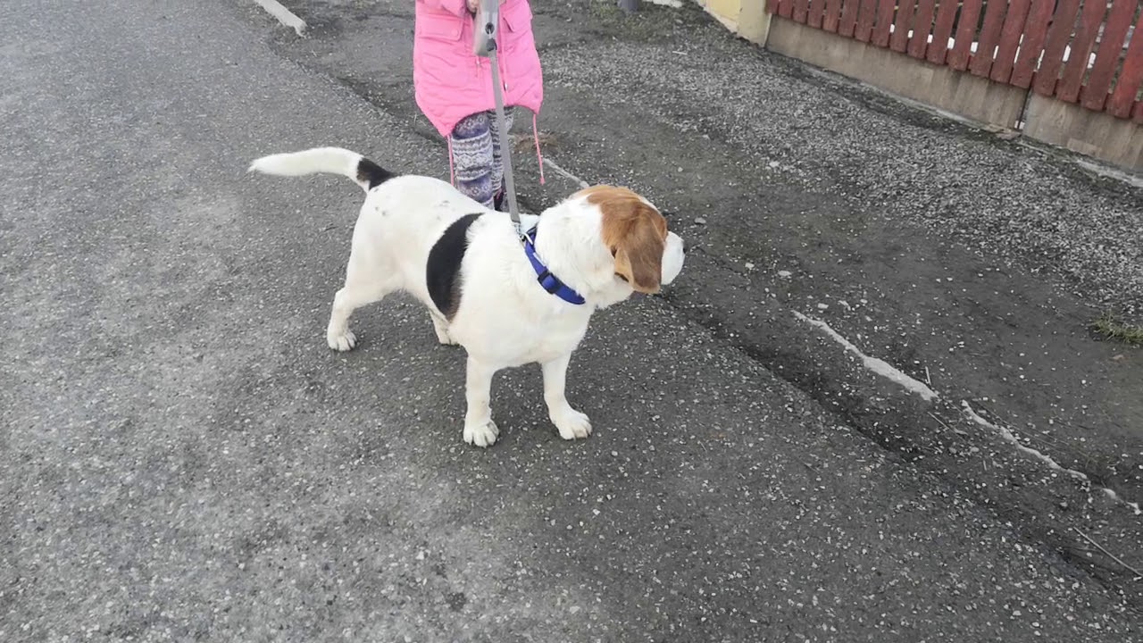 Beagle training ✌️😛