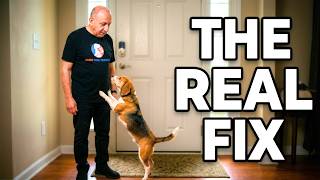 How to Stop Your Dog Jumping (Essential Beagle Specialist Tips)