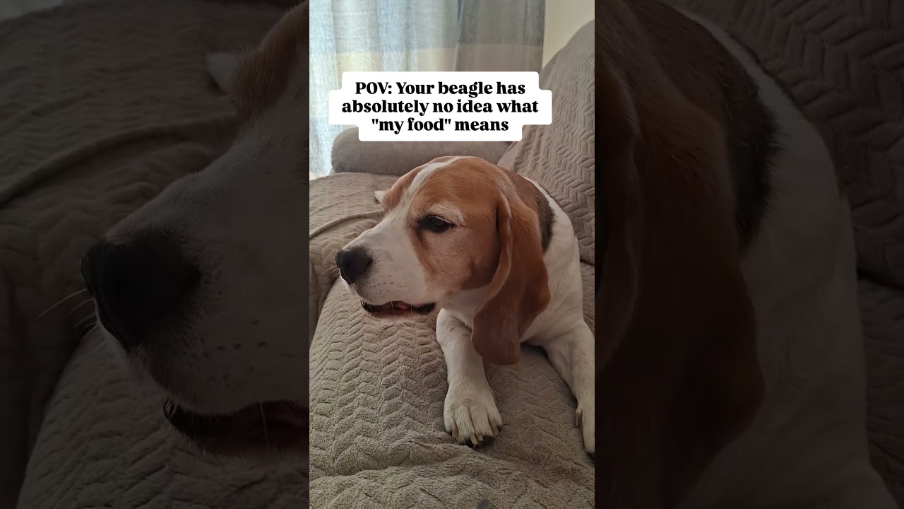 No matter what I'm eating, Basil somehow believes we ordered it together 😂 #beagle #funnydogs #dogs